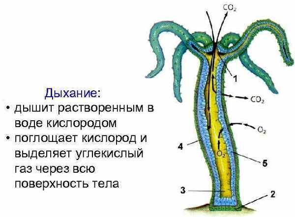 Аналог hydra