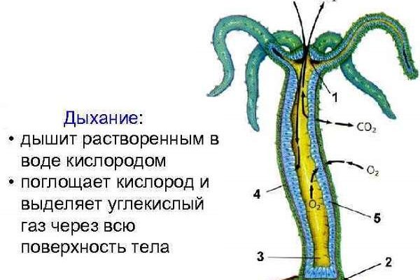 Где найти рабочую ссылку кракен